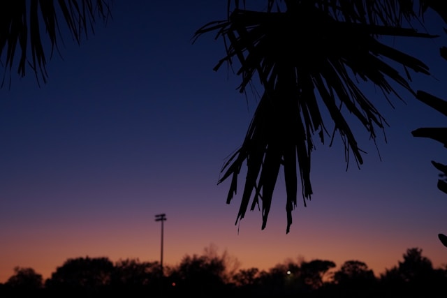 Native Palm Trees