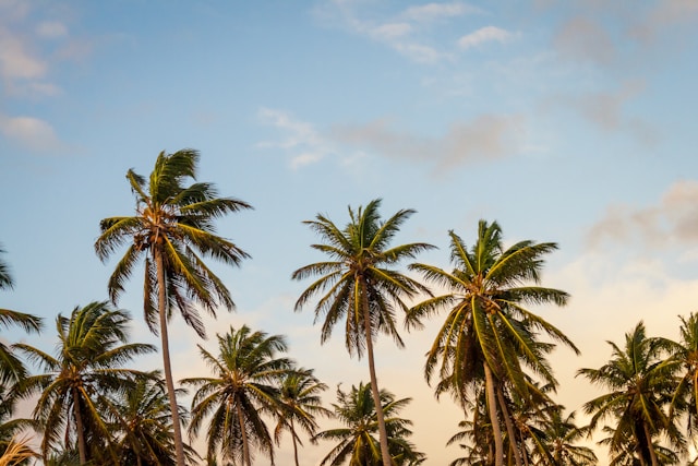 The Vertical Canvas: Mastering Spatial Depth with Florida’s Palm Species